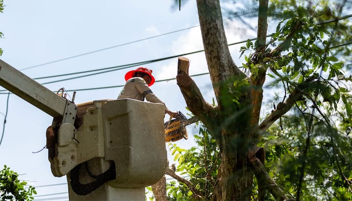 Tree care and maintenance services in Northridge