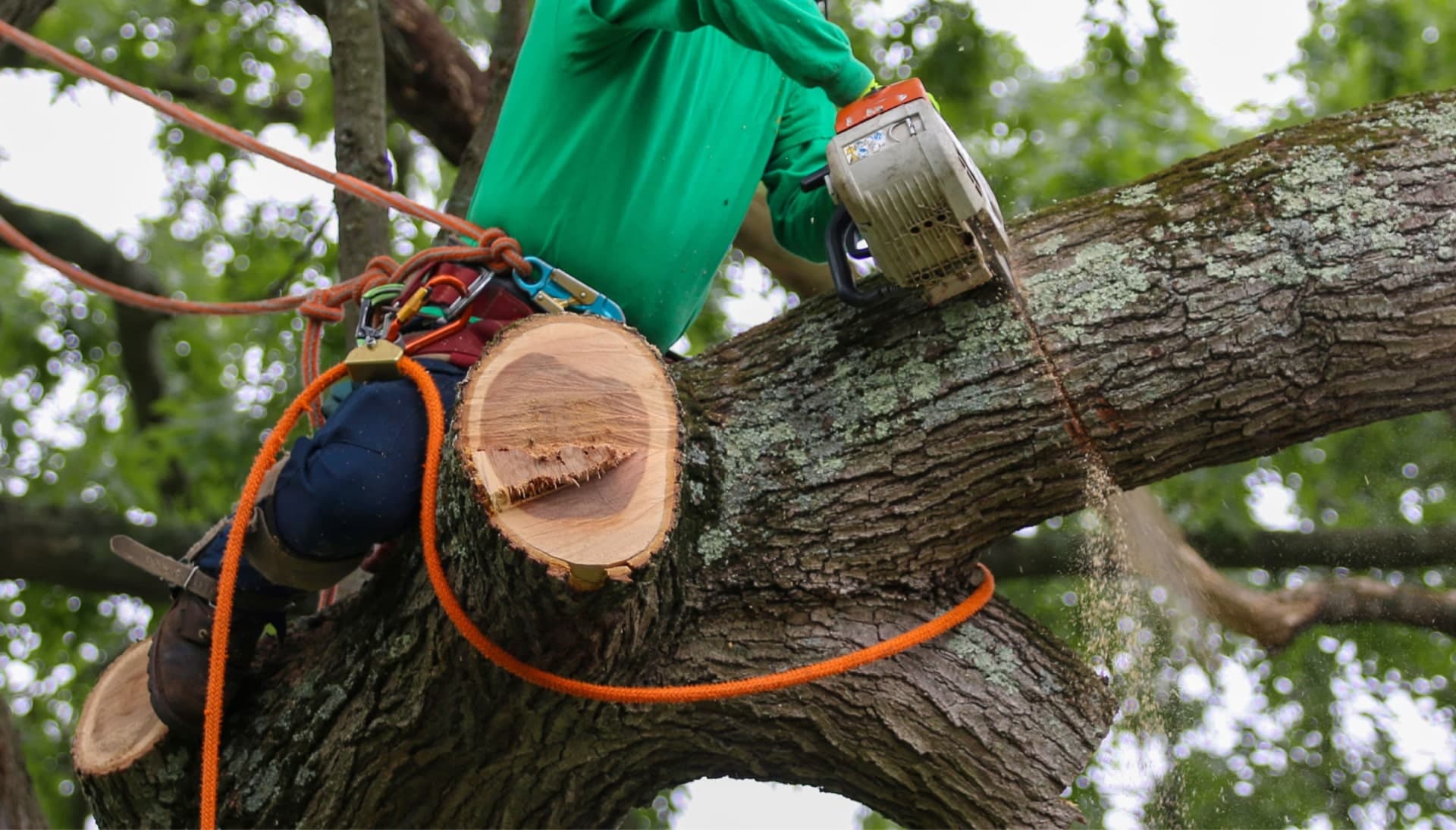 Shed your worries away with best tree removal in Northridge