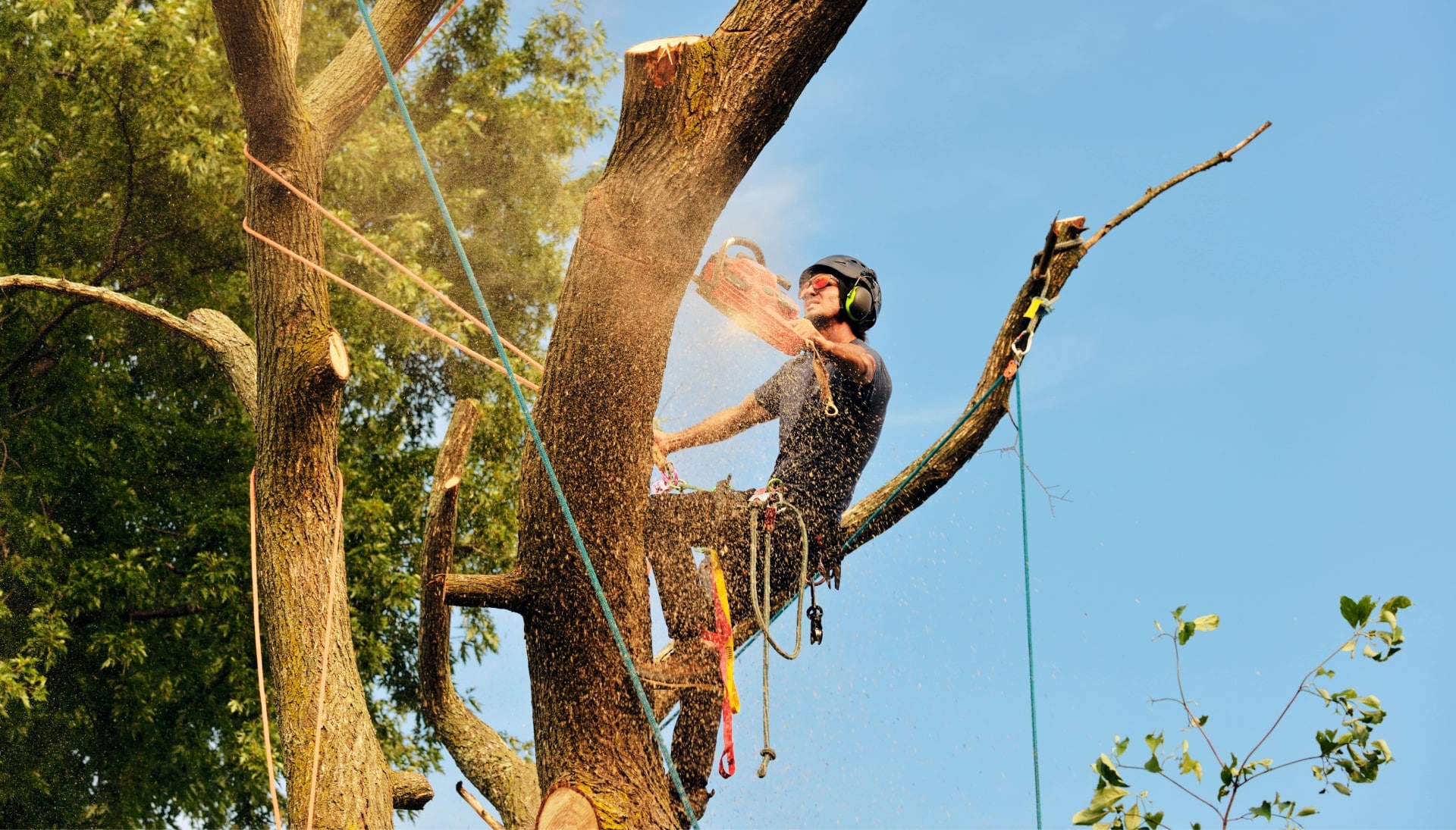 Get rid of tree problems with the expert tree removal contractors in Northridge