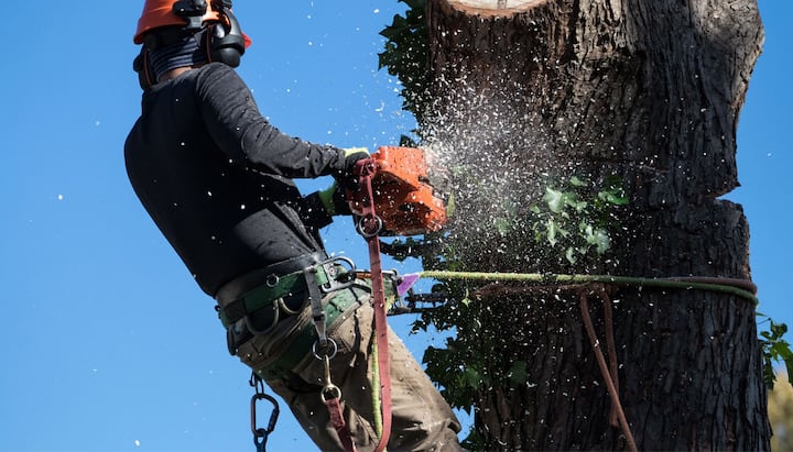 Professional Tree removal solutions in Northridge