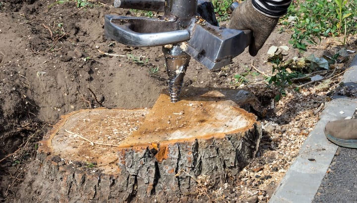 Northridge Tree stump removal